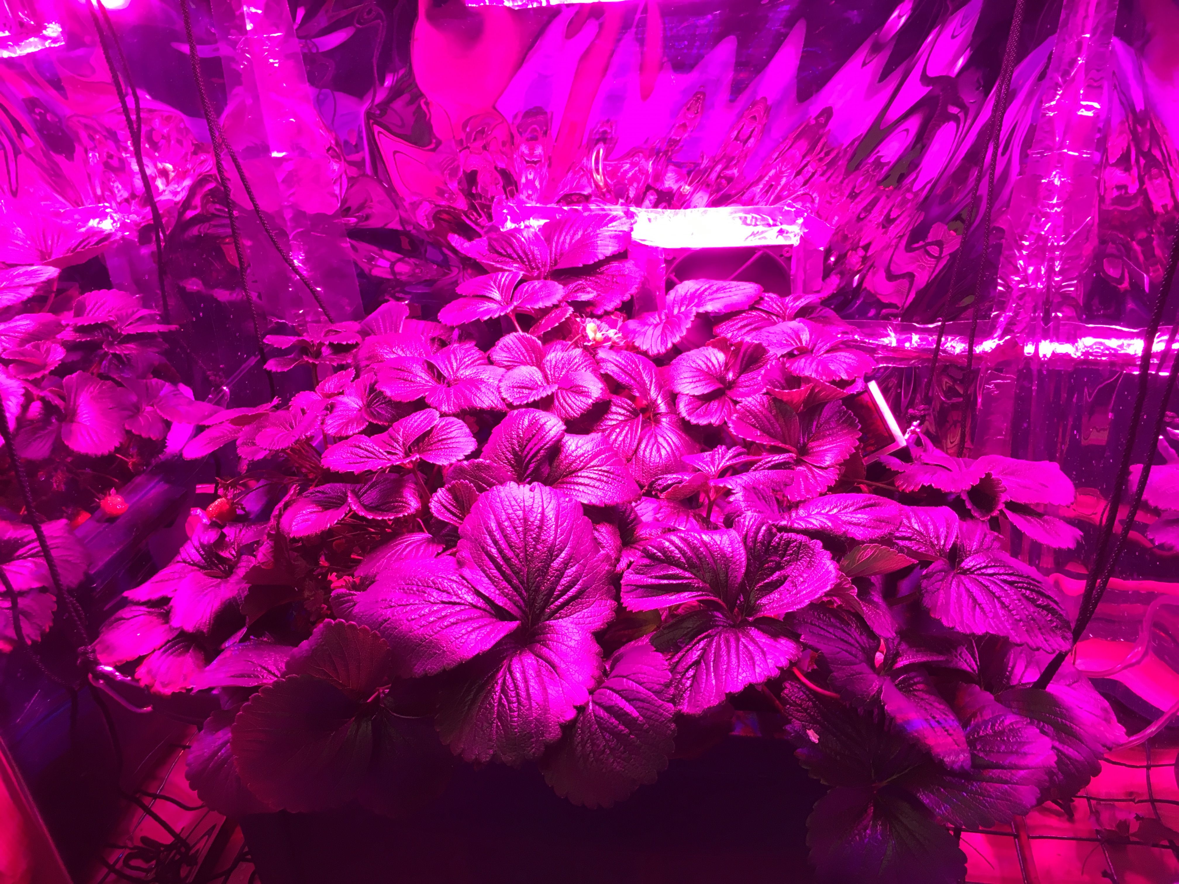 Indoorhydroponicgrowbox.jpg