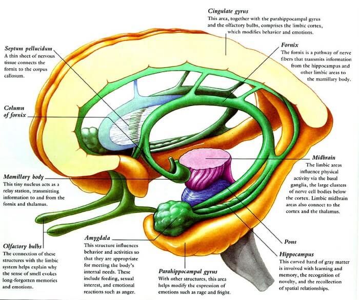 limbic-system.jpg