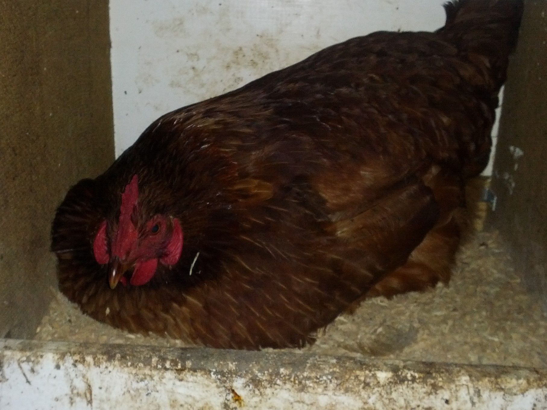 IMG_20171107_065720 (2).jpg