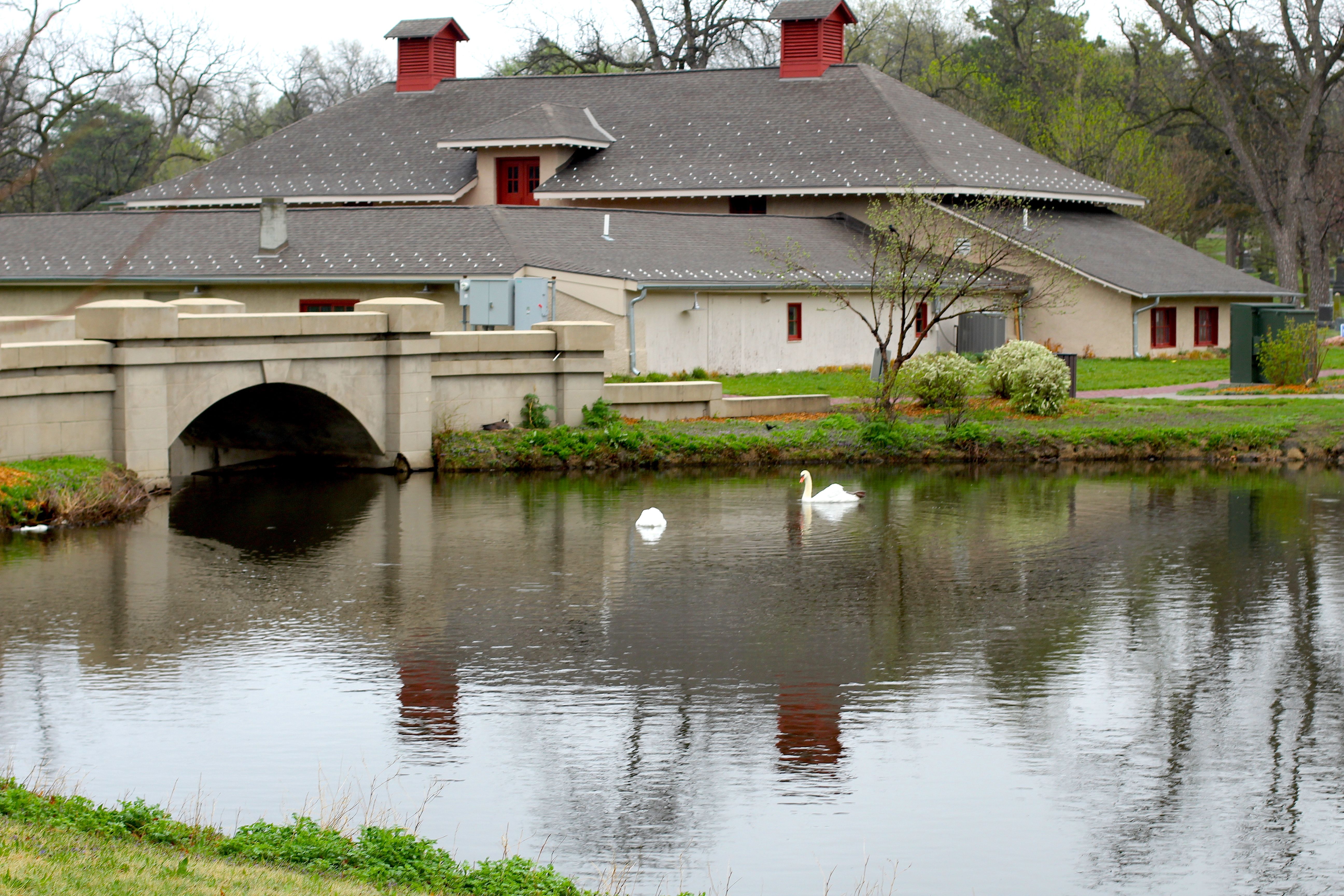 1 swans IMG_1985 copy.JPG