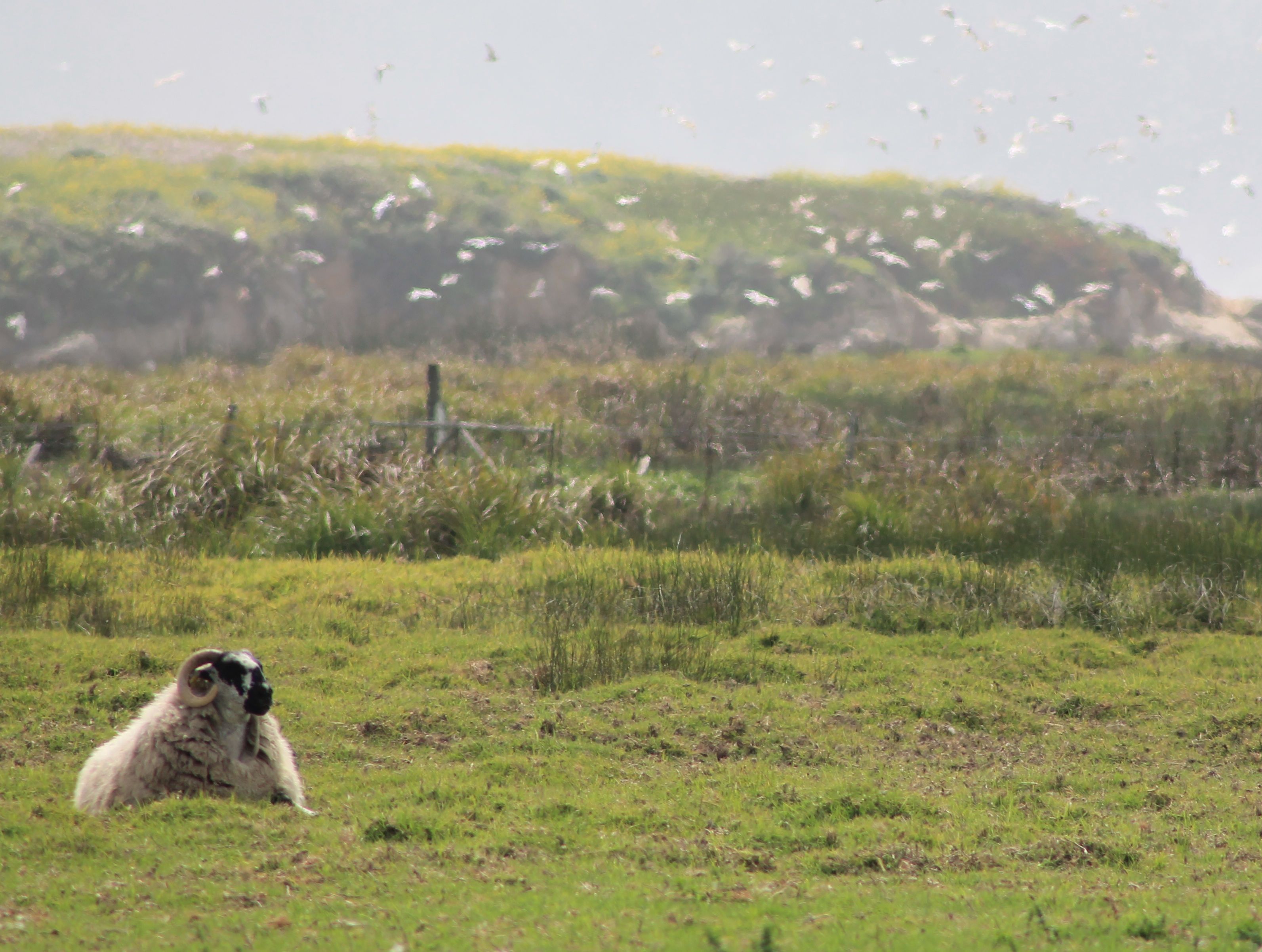 sheep_birds.jpg