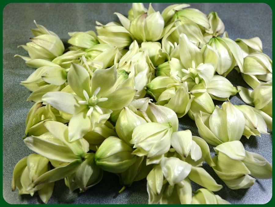 x yucca flowers pile in kitchen.jpg