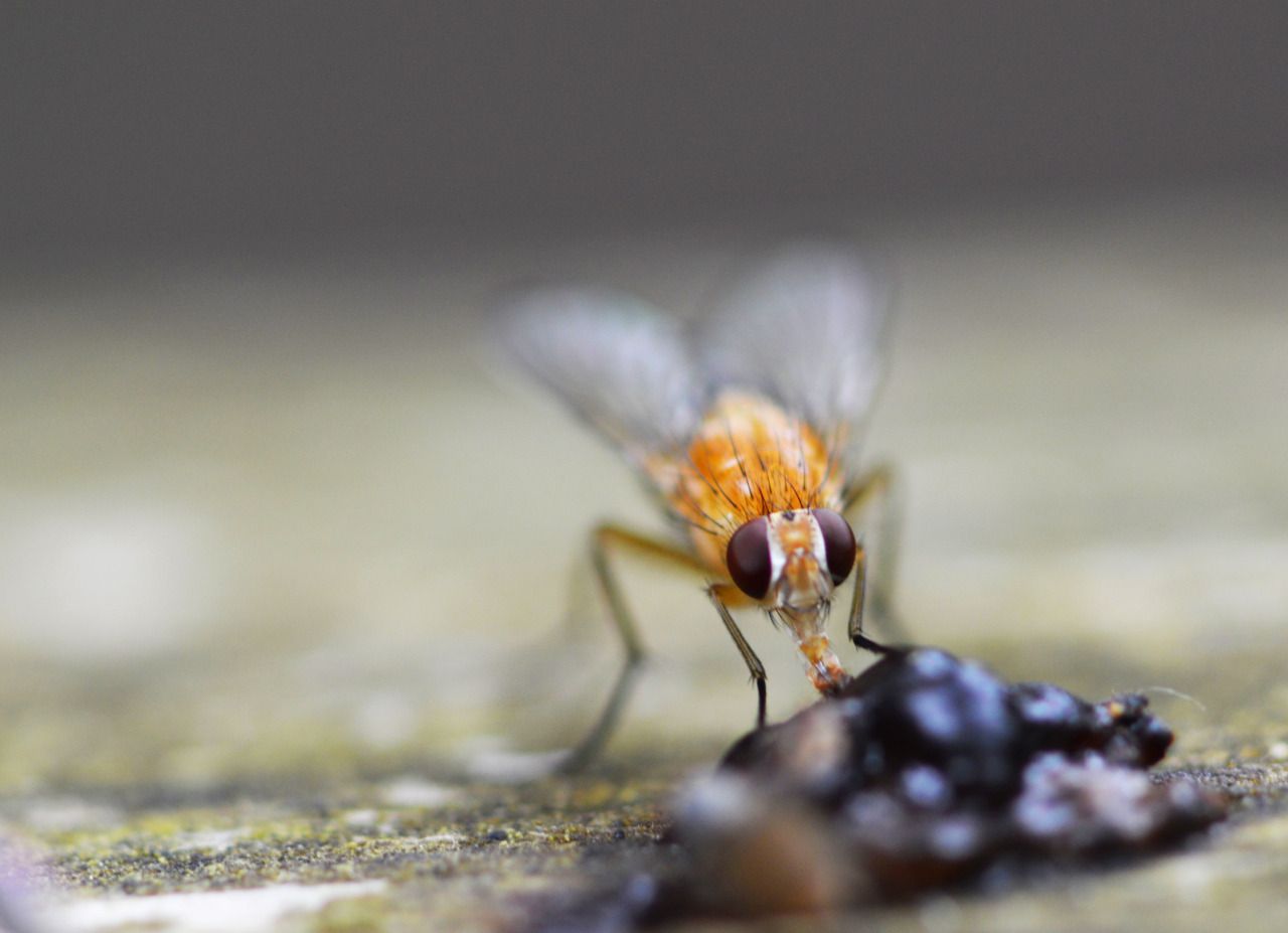 122774118516 - 2 flies have a stand off over a decomposing meal_3.jpg