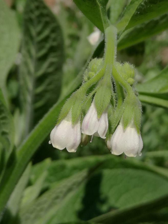 comfrey1.jpg