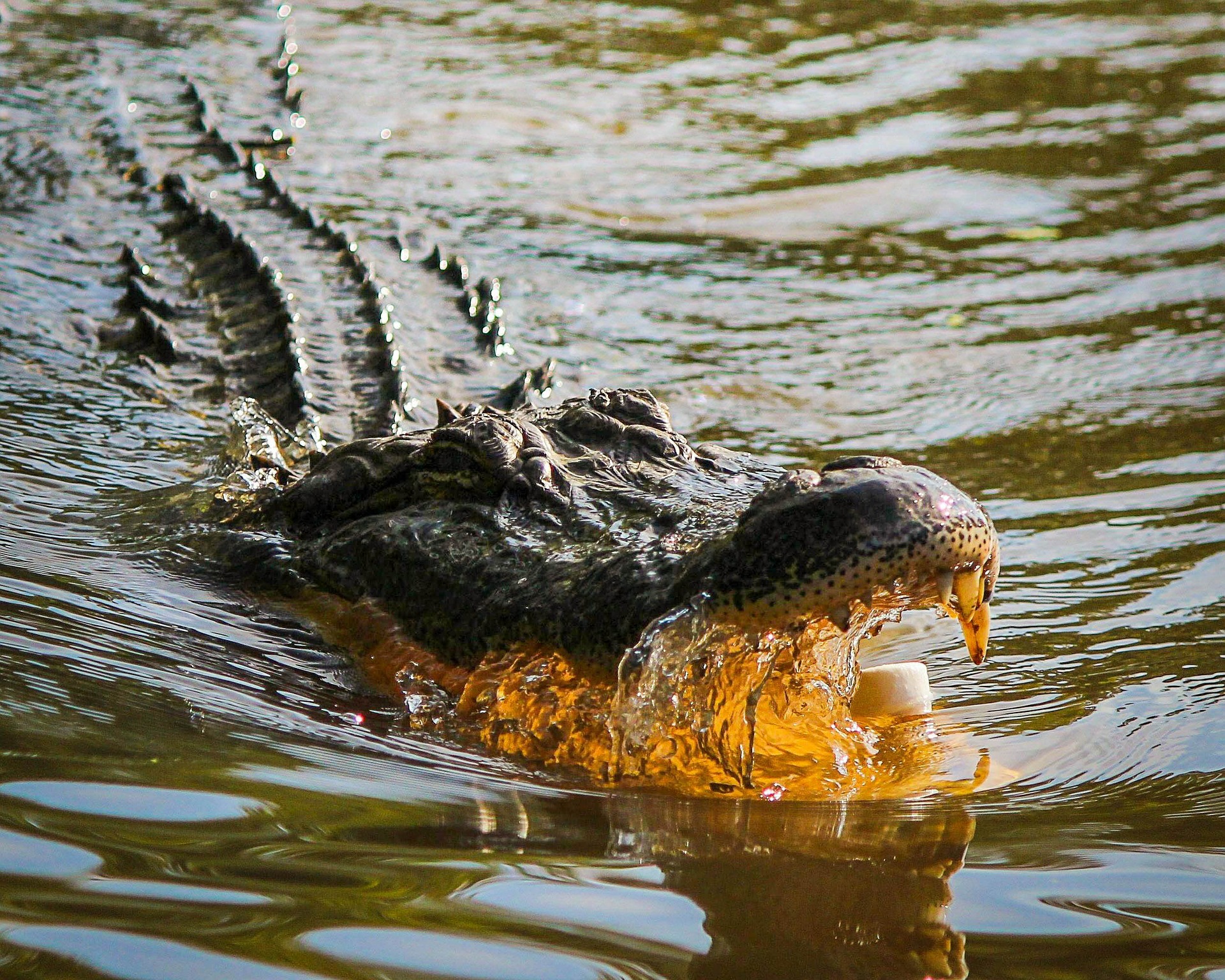 alligator-439890_1920.jpg