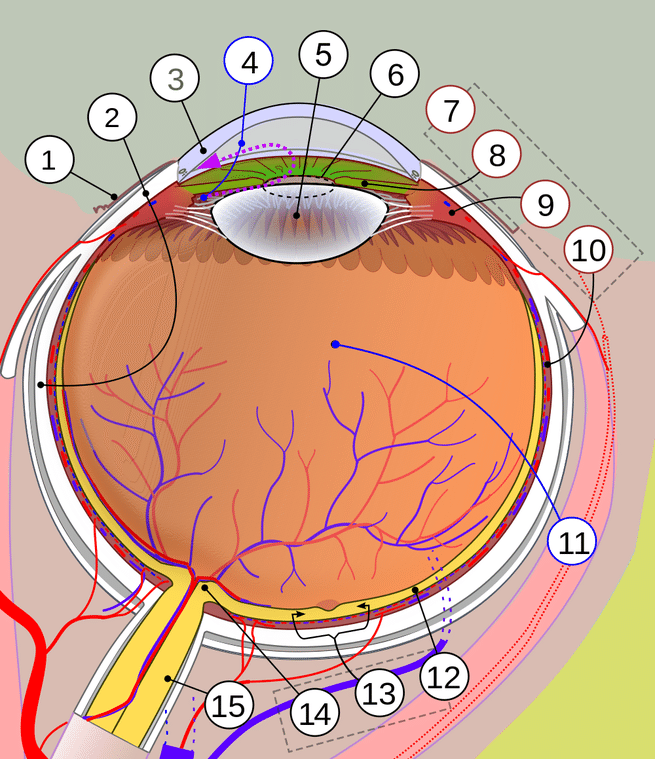 human_eye_diagram.png