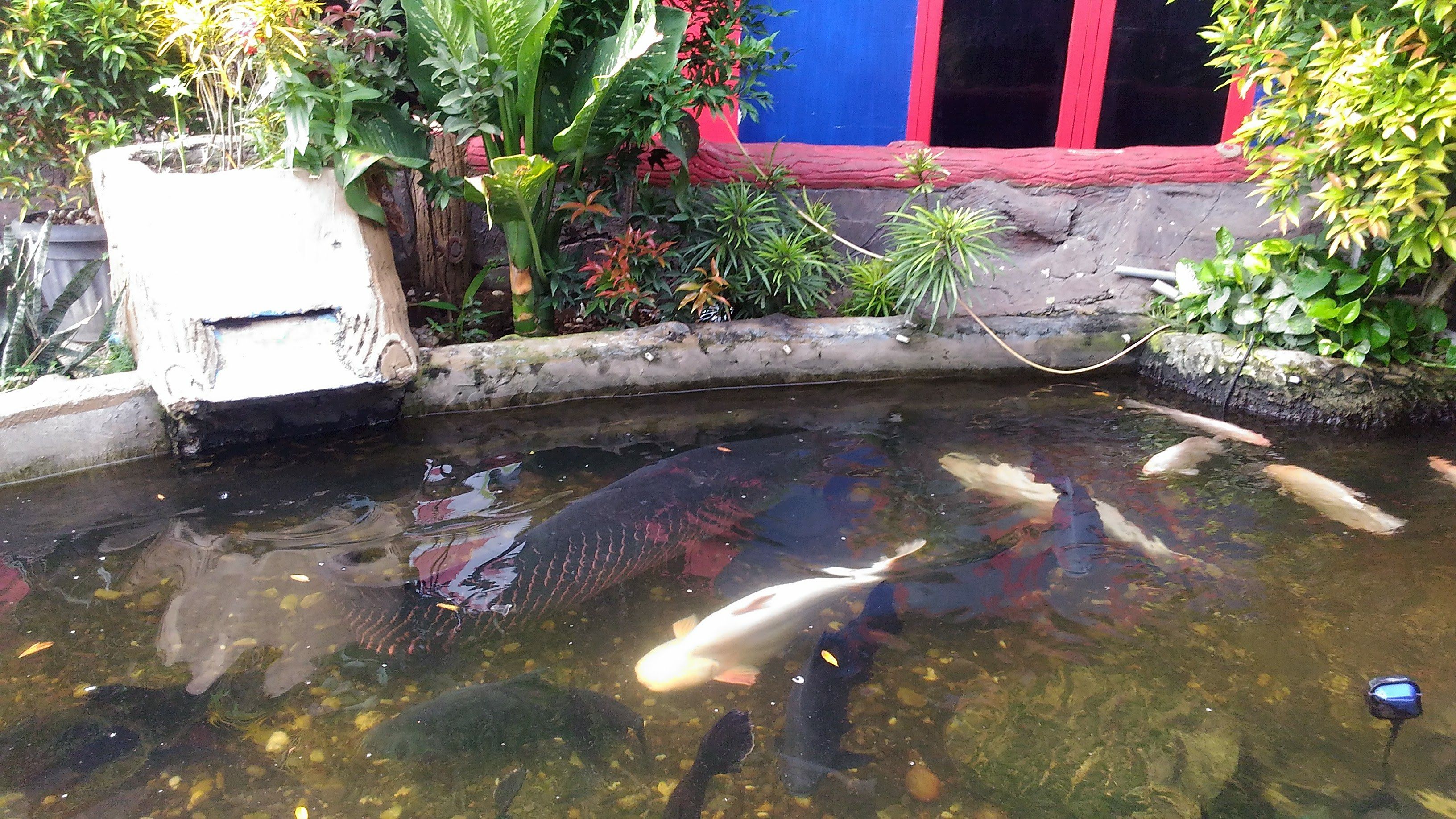  Kolam  Ikan  Koi Besar 