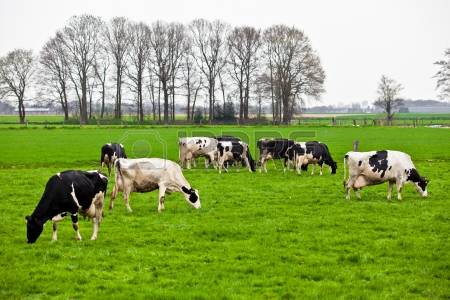 19691028-cows-on-meadow-with-green-grass-grazing-calves.jpg