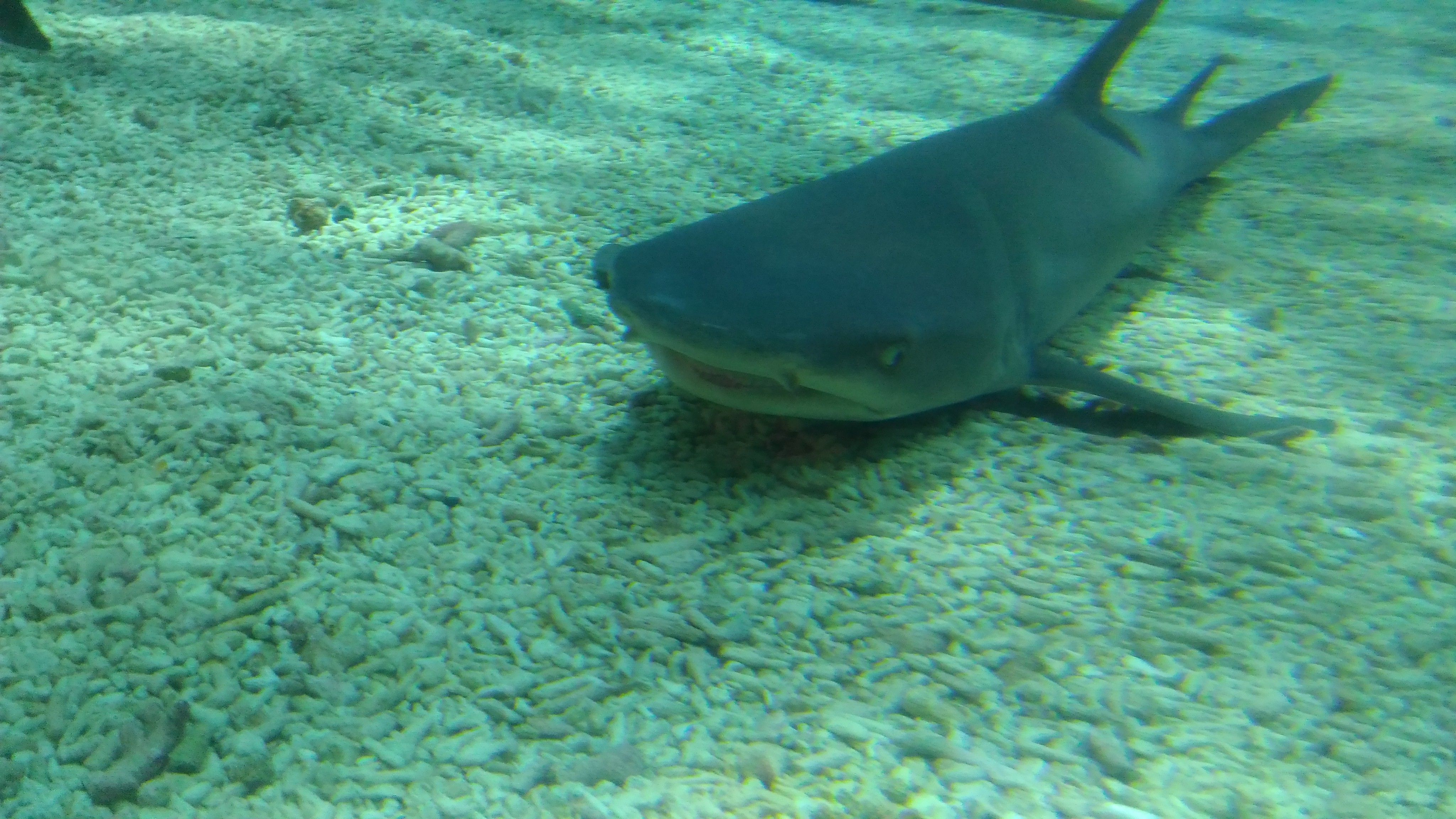 shark! (8).jpg