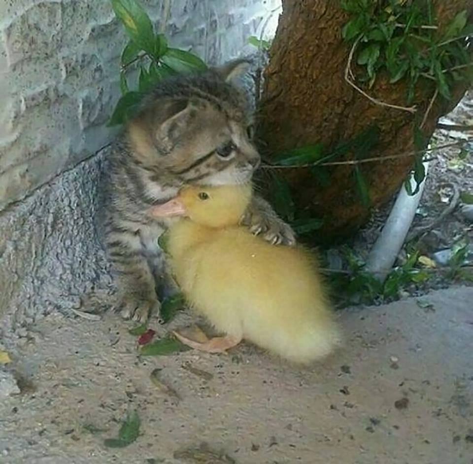 A little cat protects a little duck 💖💖💖.jpg