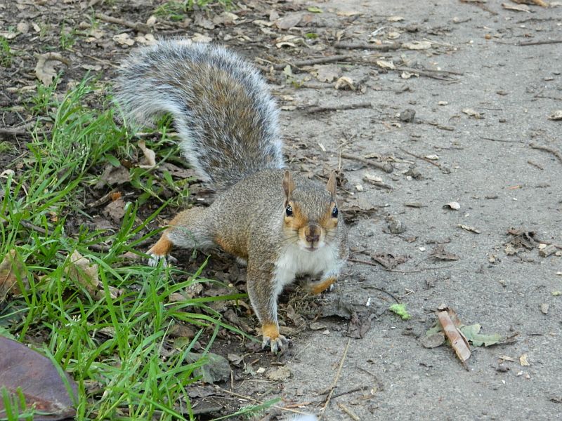 squirrels-united-kingdom-01.JPG