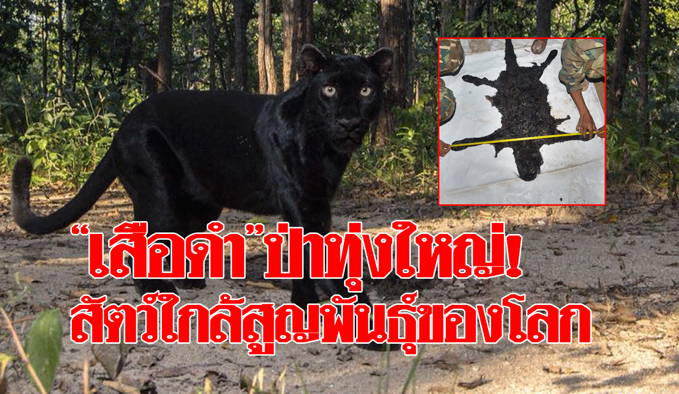 7-เสือดำใกล้สูญพันธุ์.gif