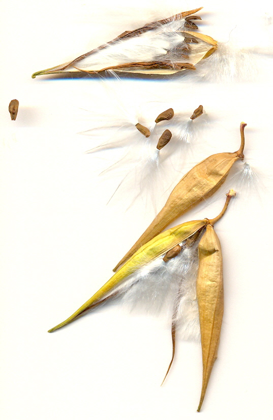Vincetoxicum-hirundinaria-seeds.jpg