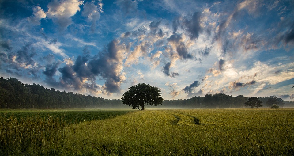 tree-JuergenPM.jpg