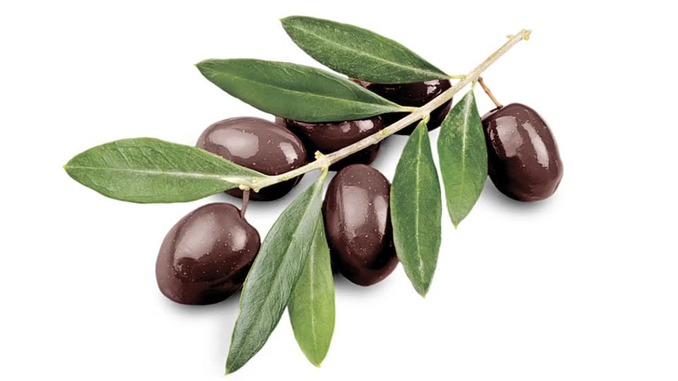 olive branch.jpg