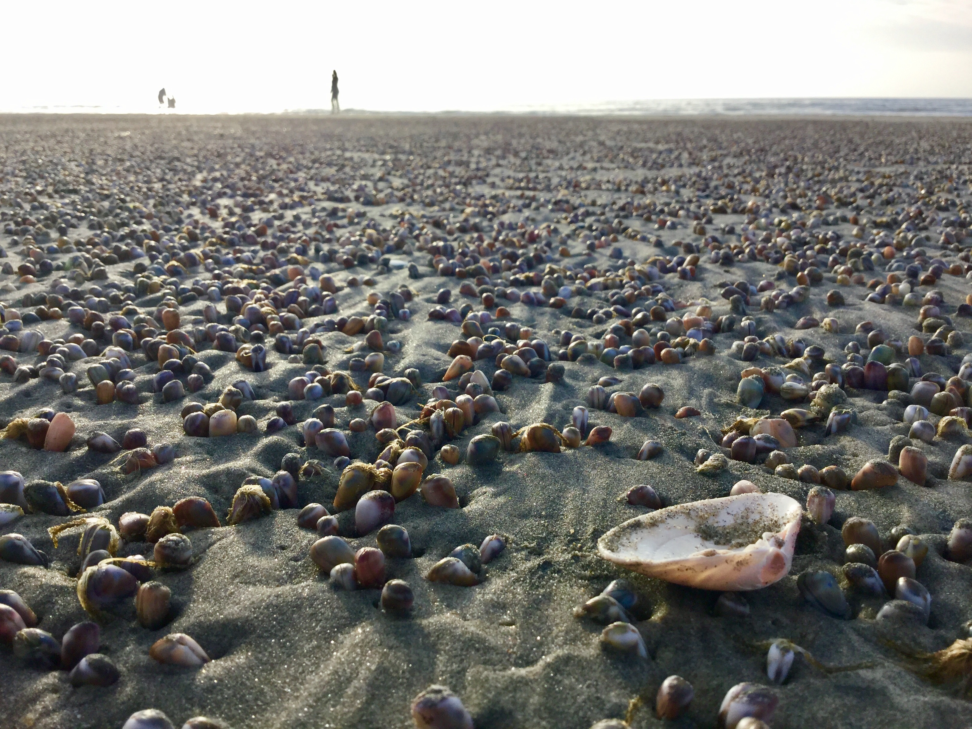 Seashell King Tide.jpg