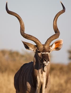 kudu.jpg