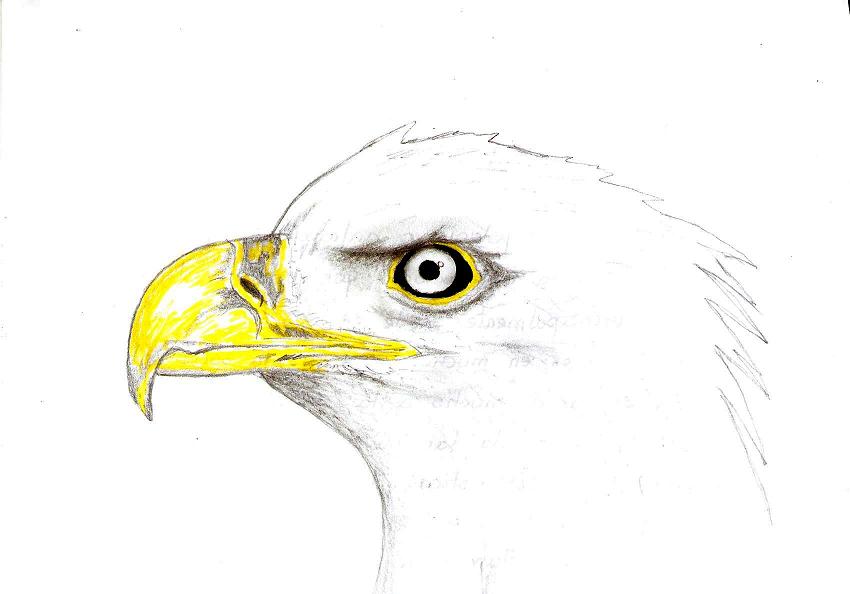 APRENDE A DIBUJAR : Aves - Aguila — Steemit