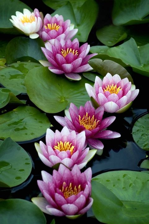 flores loto estanque.jpg