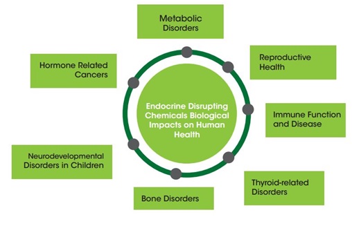 Endocrine disruptors.jpg