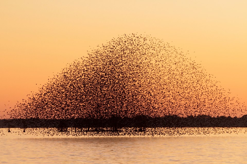 birds_redwings_late_December_12012_Guy_Livesay_Mattamuskeet_Lake_Hyde_county_NC.jpeg