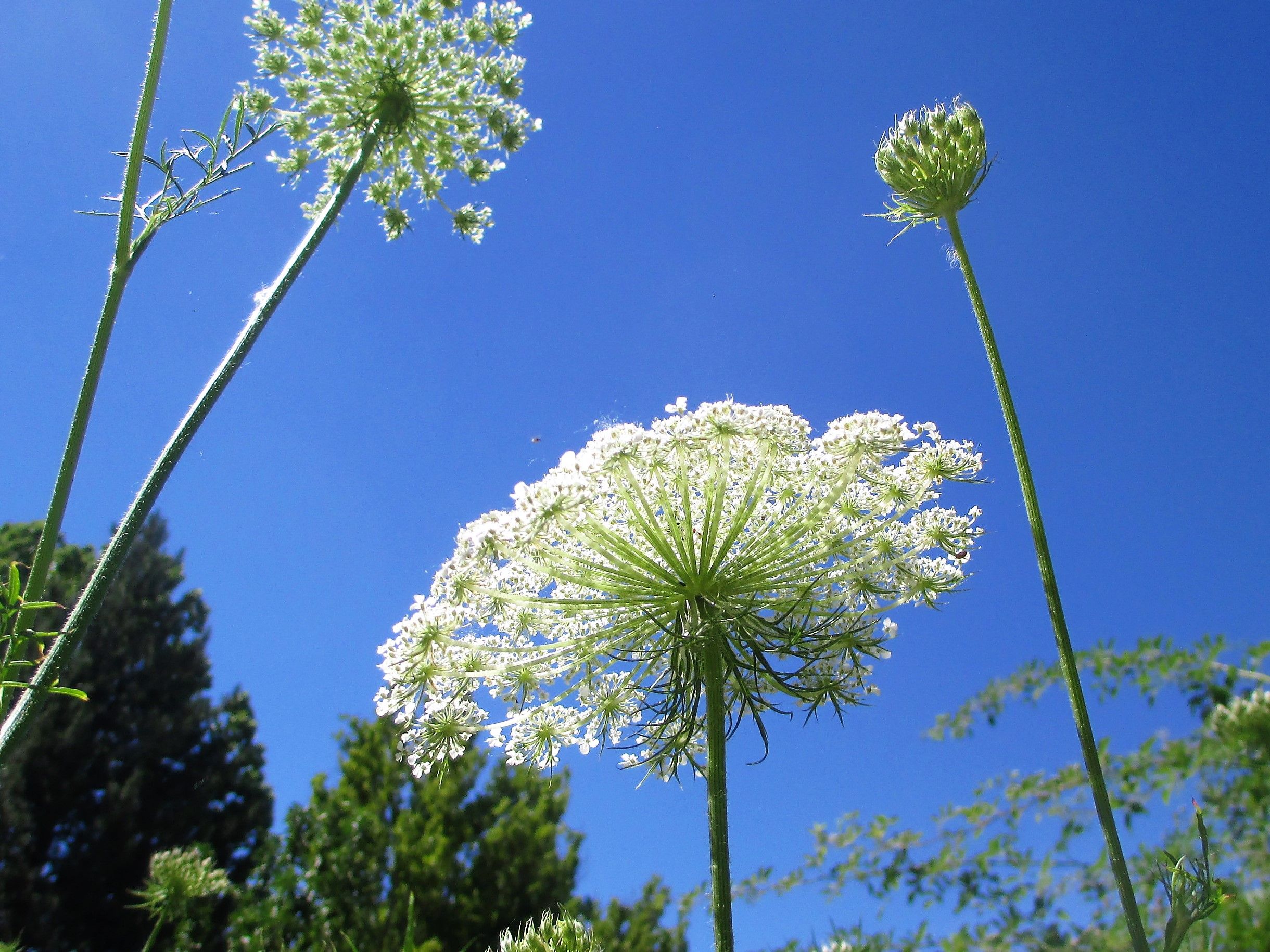 queen anne lace los plabos.JPG