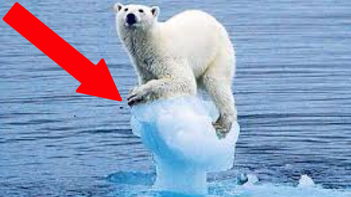 Polar-Bear-Ice.png