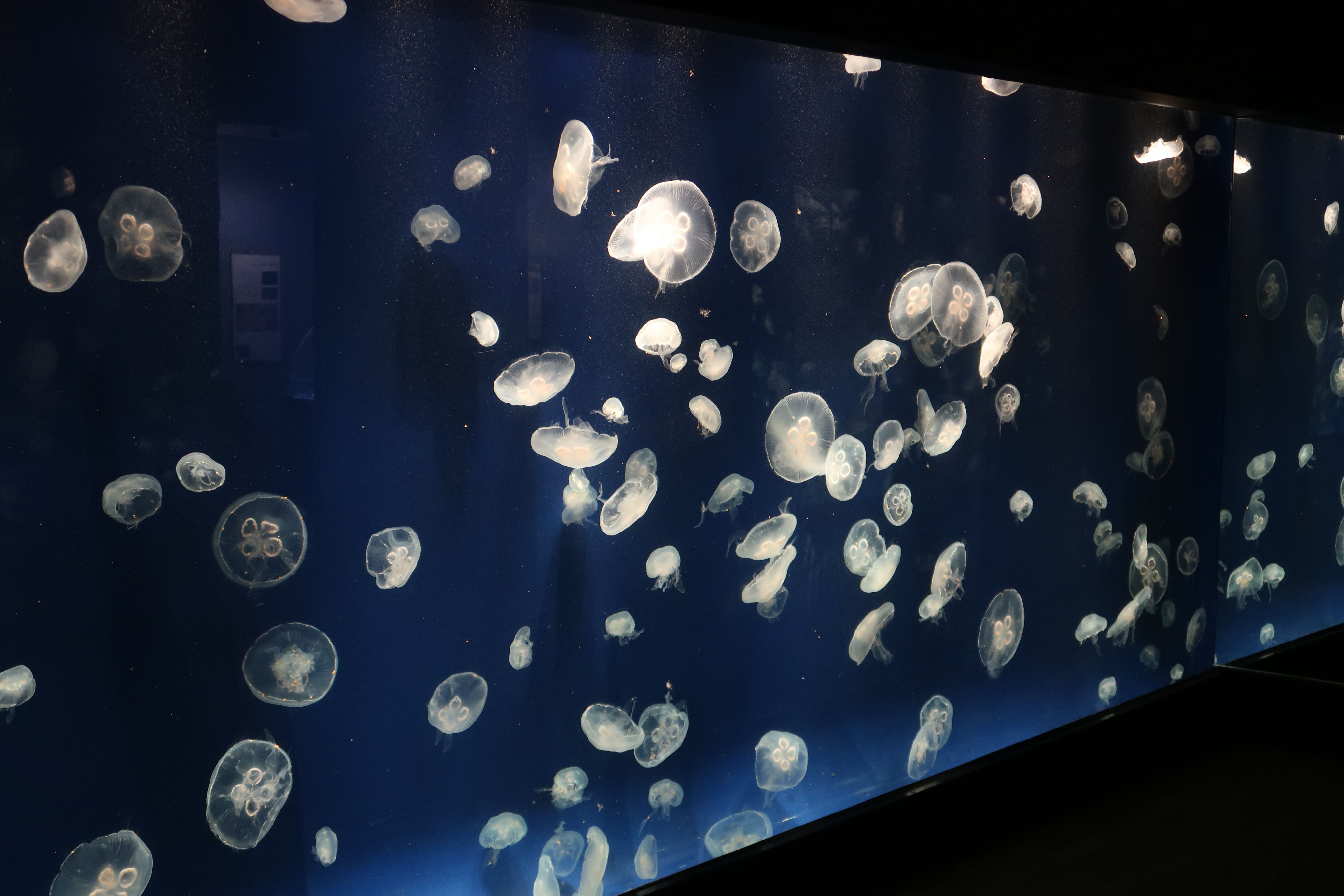 Wall of jellyfish 2 The Tennessee Aquarium in Chattanooga.JPG