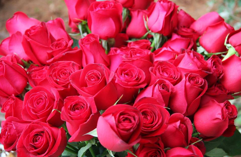 flower red roses.jpg