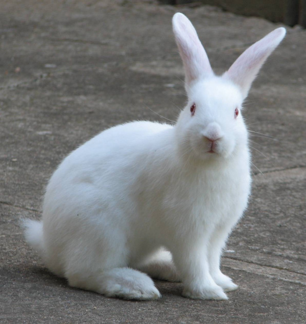 Red Eyed Rabbits For Sale In Lahore.jpg