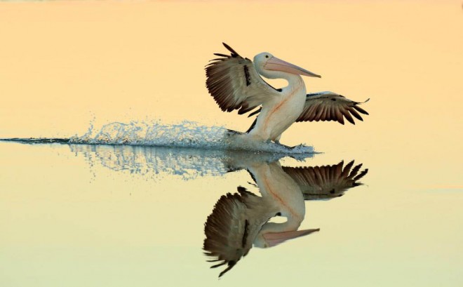 6-pelican-award-winning-bird-photography-by-brett-chapman.preview.jpg