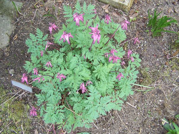 North Corner - Dutchman's breeches crop May 2018.jpg