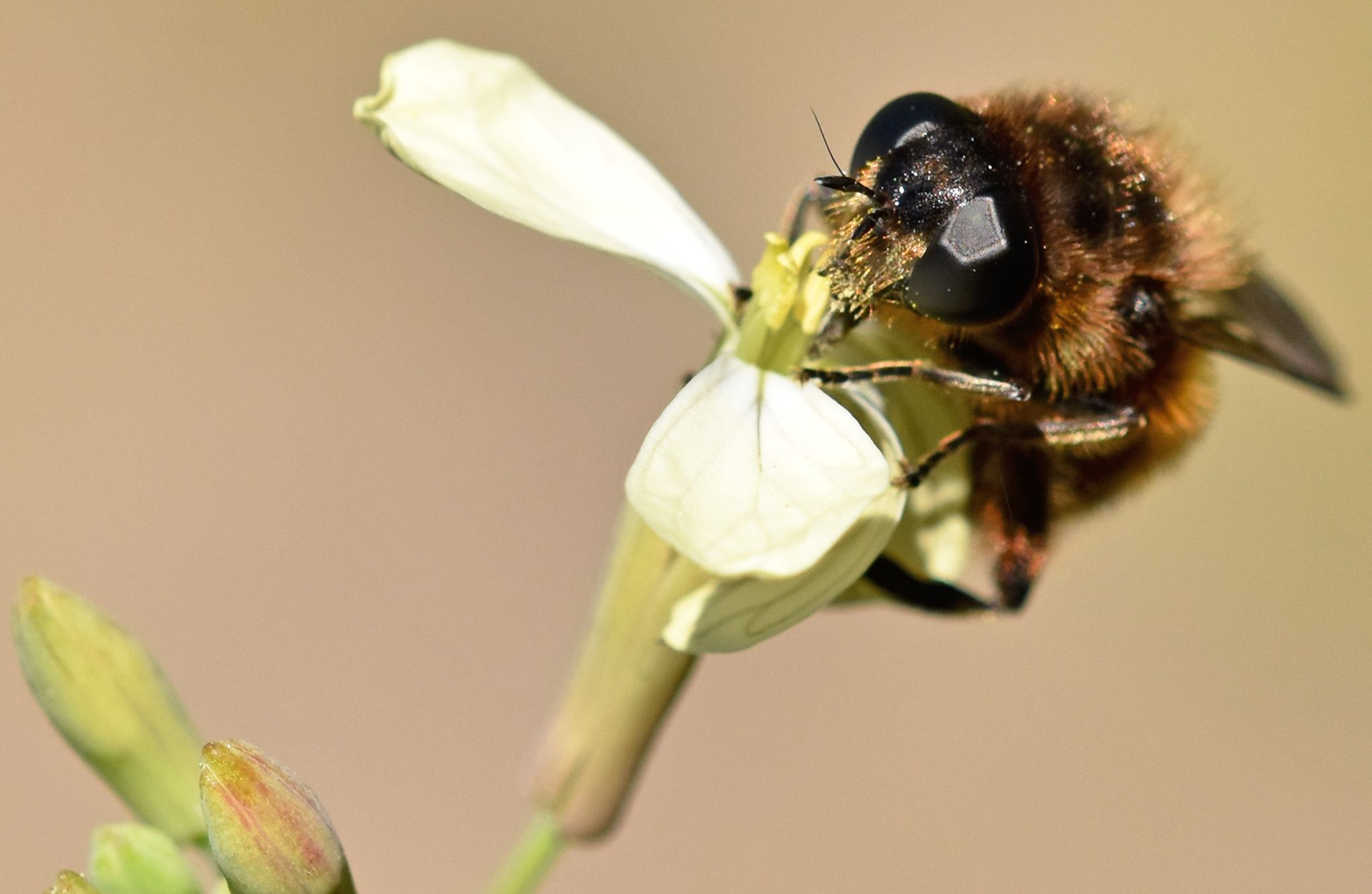 bee yellow flower macro.jpg