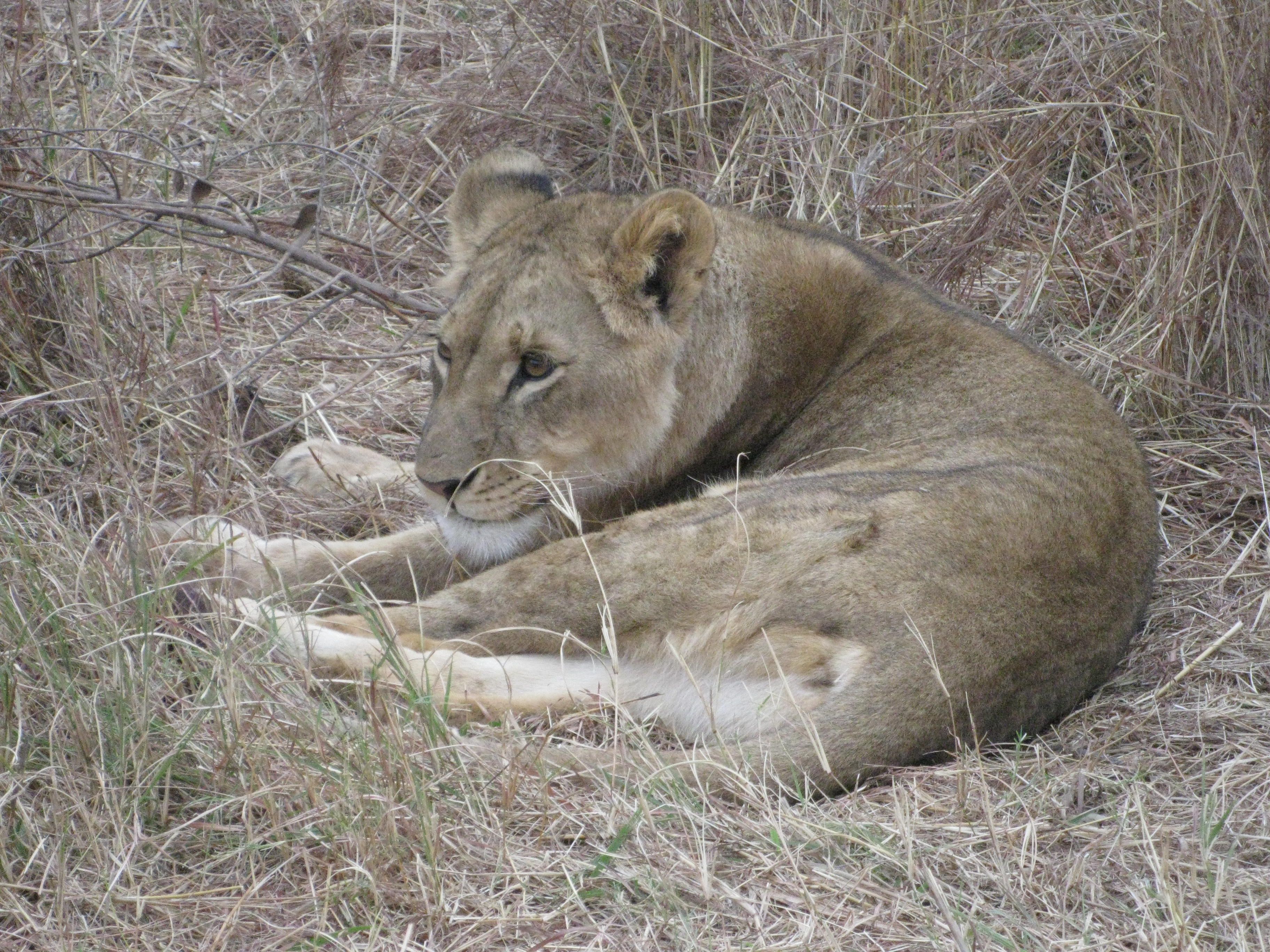 lioness on guard.JPG