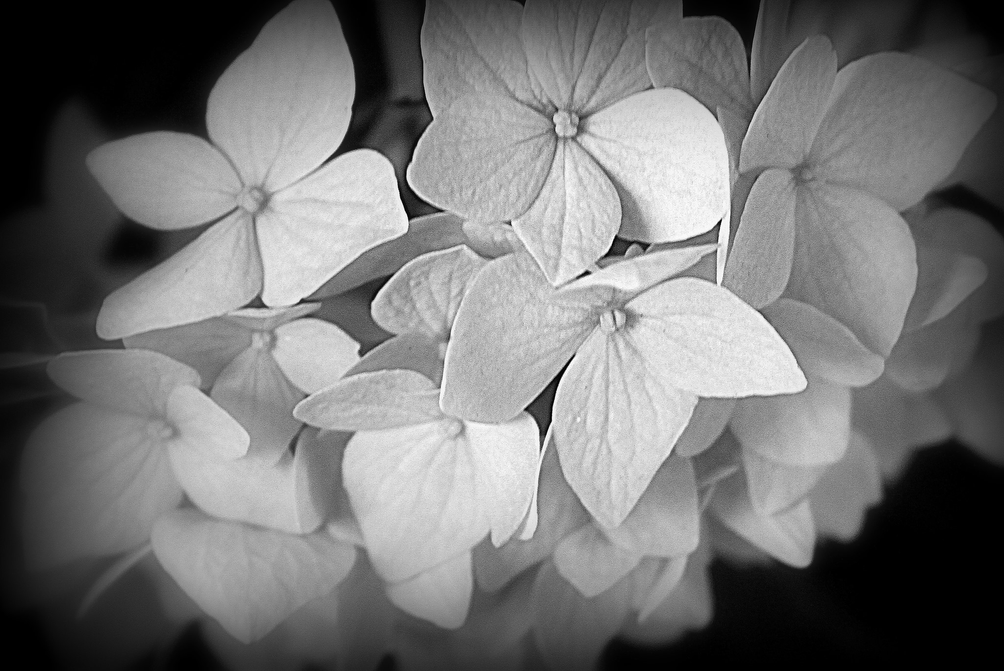 hydrangea flowers.jpg