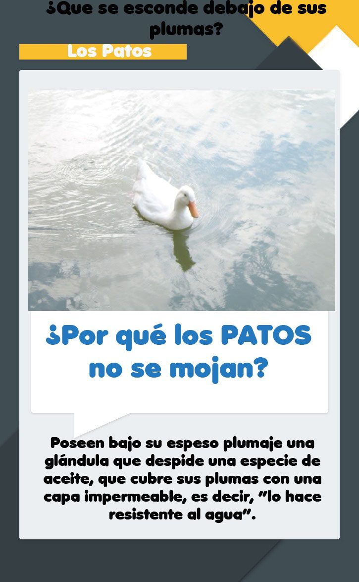 los patos.jpg