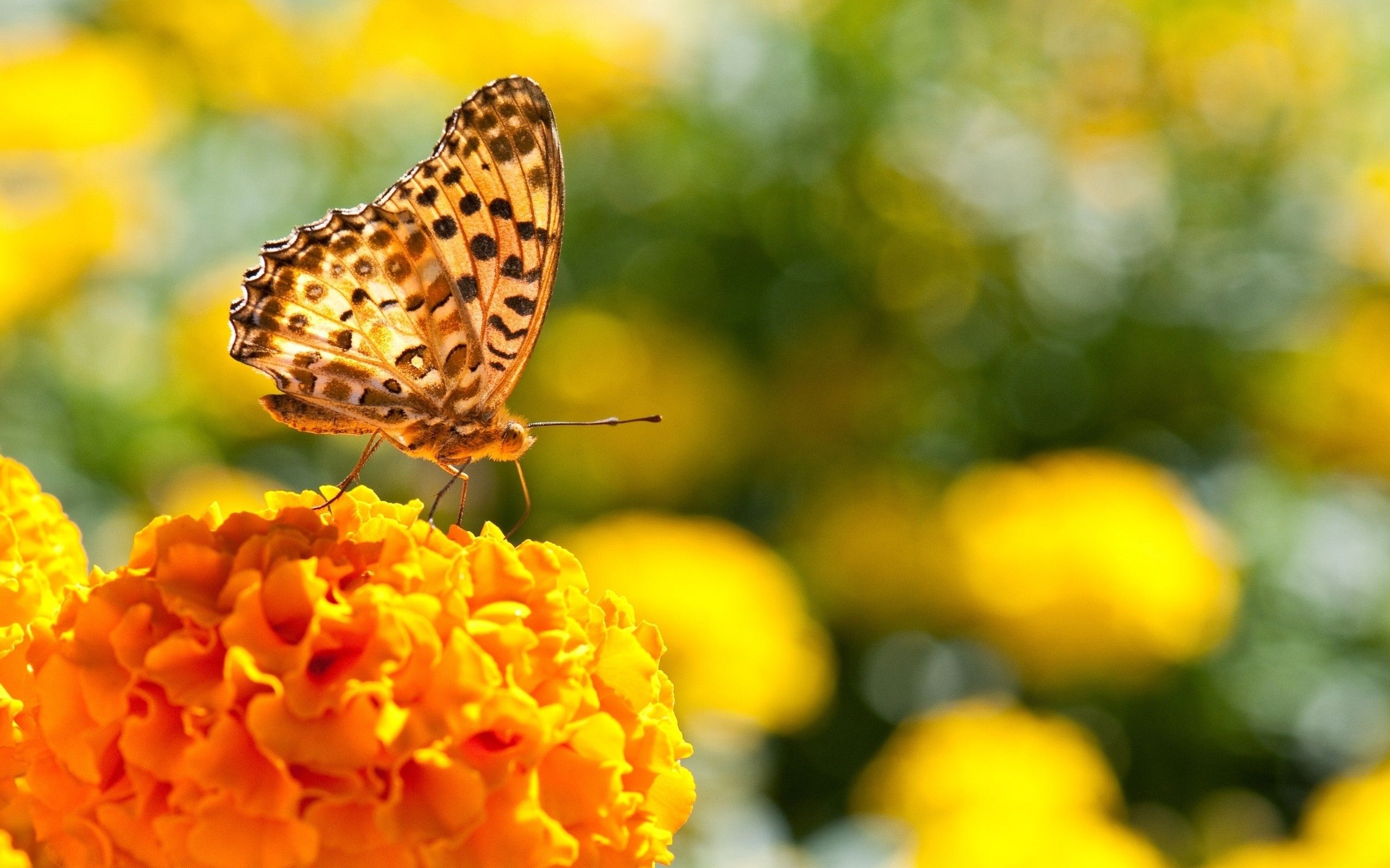 57911-nature-butterfly-marigolds-insect.jpg