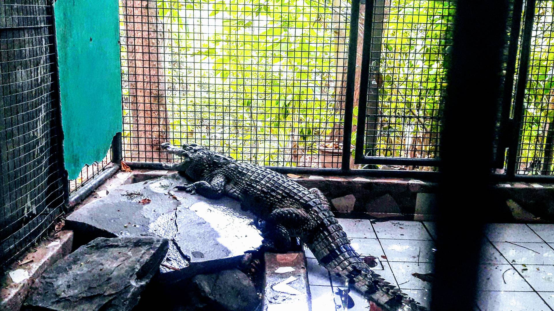 philippine freshwater crocodile.jpg