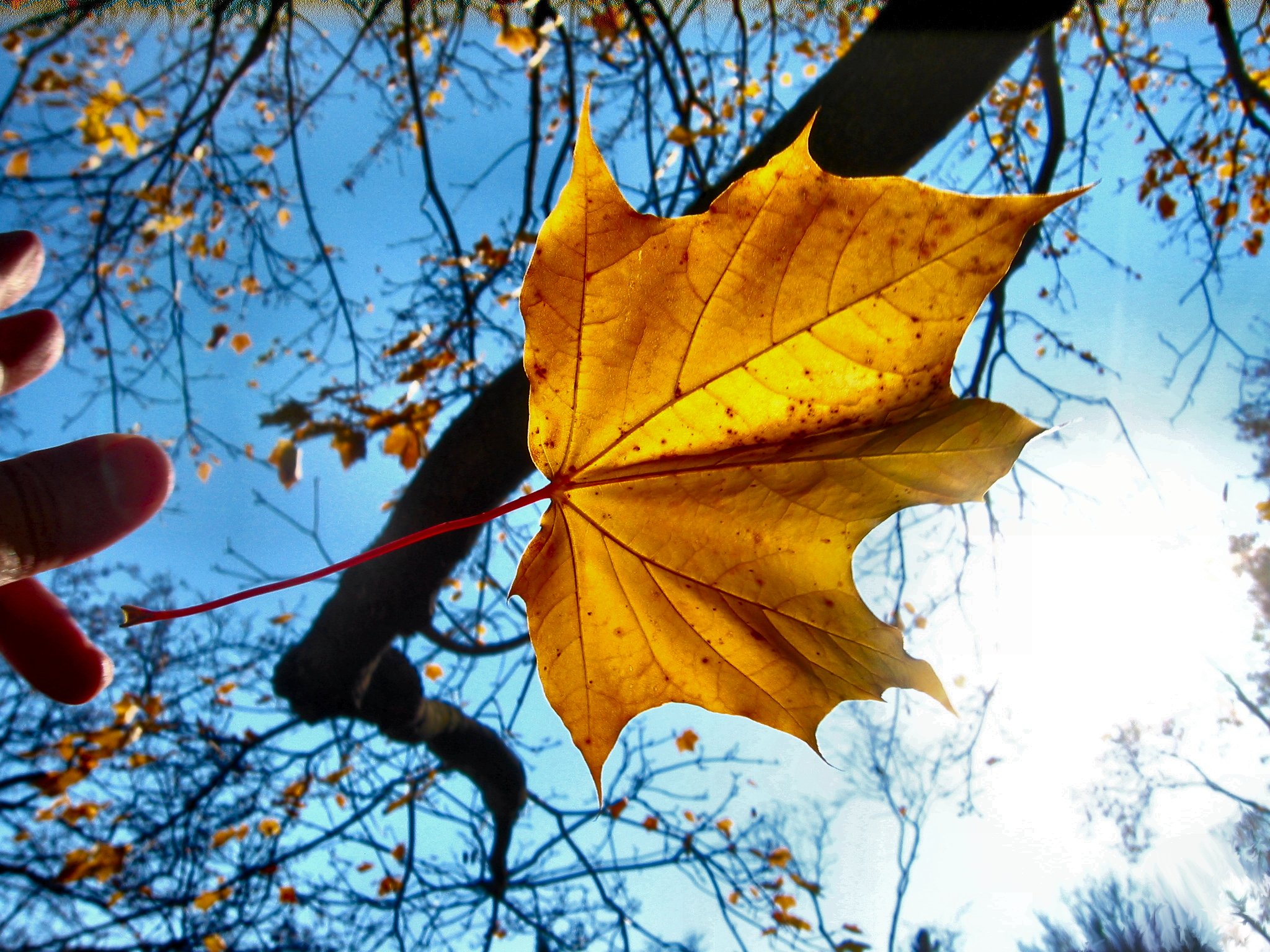 Autumn_Leaves_in_Motion_Sunrise_Sunset_Wisconsin_2008_Photo_03__soul-amp.jpg