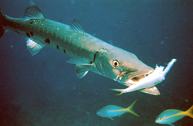 640px-Barracuda_with_prey.jpg