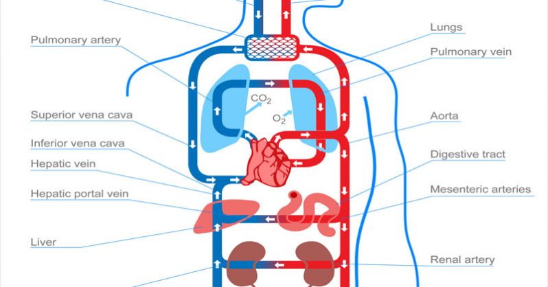 2-cardiovascular-system-798x418.jpg