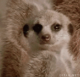 6776EB59-8BFE-465A-AC3A-0A8565600744.gif