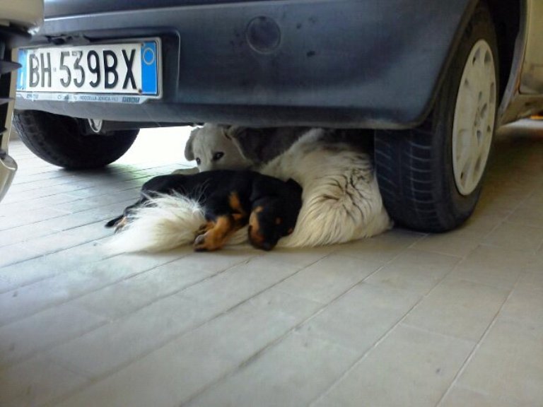 DOGS UNDER TH CAR.jpg