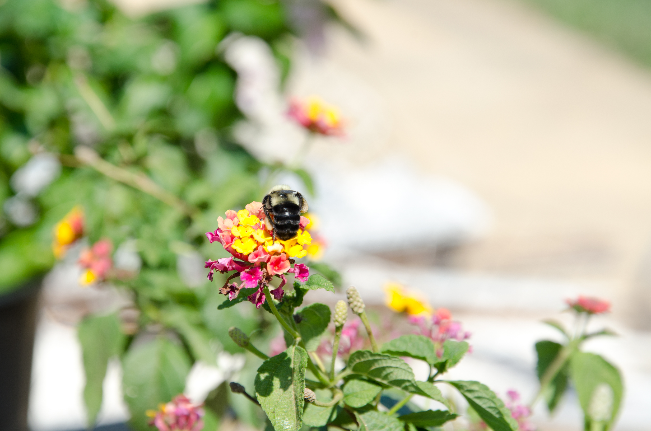 p2-Lantana-and-a-bee---brandon-holsey.jpg