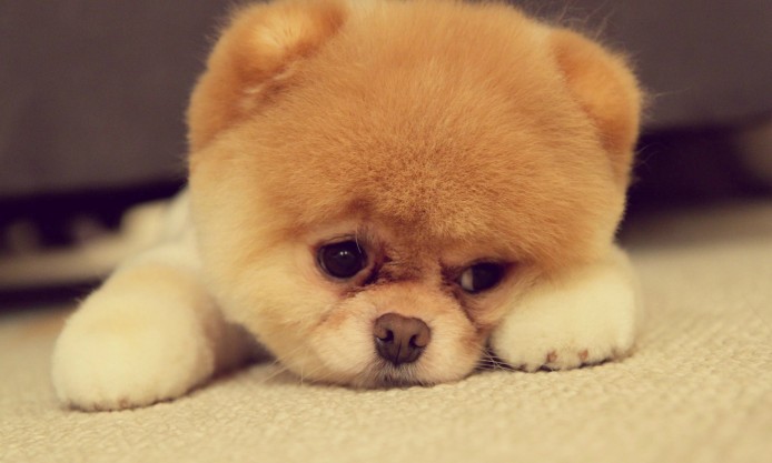 sad-akita-inu-puppy-dog-lying-on-floor-694x417.jpg