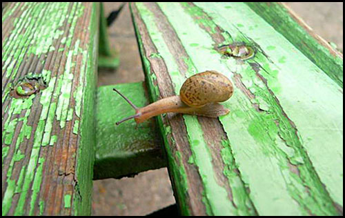 snail1.jpg