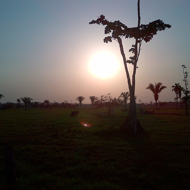 “Una tarde llanera, en la Ceiba Edo. Apure”.jpg