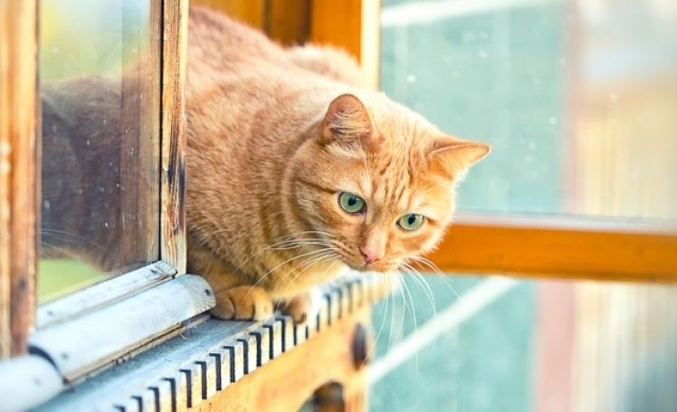 gatos-ventanas-peligros-verano-2-art.jpg