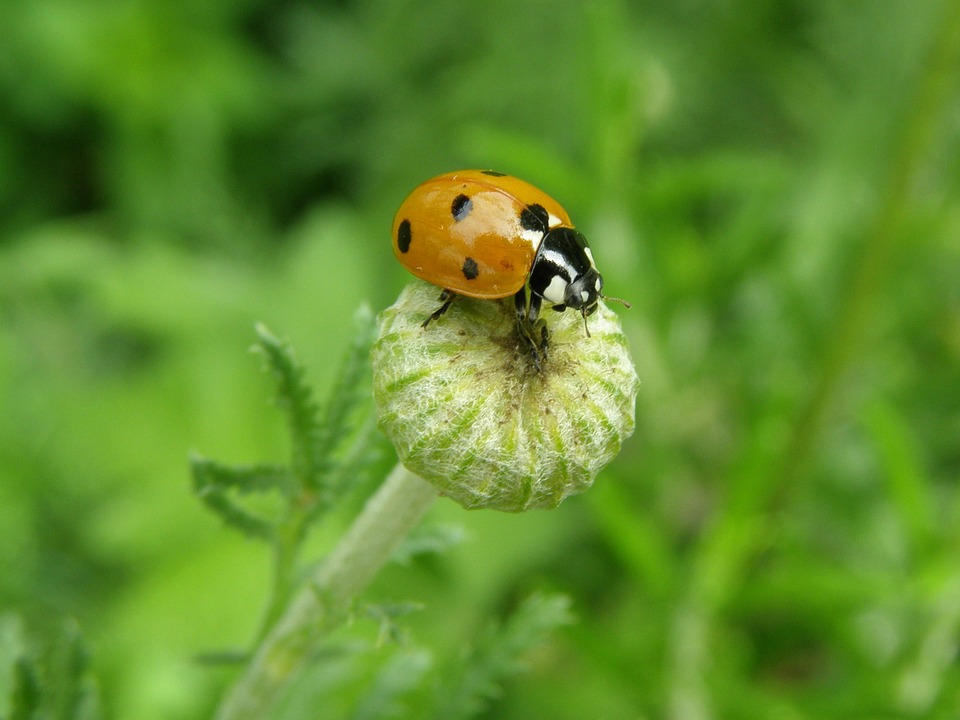 ladybug-3056880_960_720.jpg