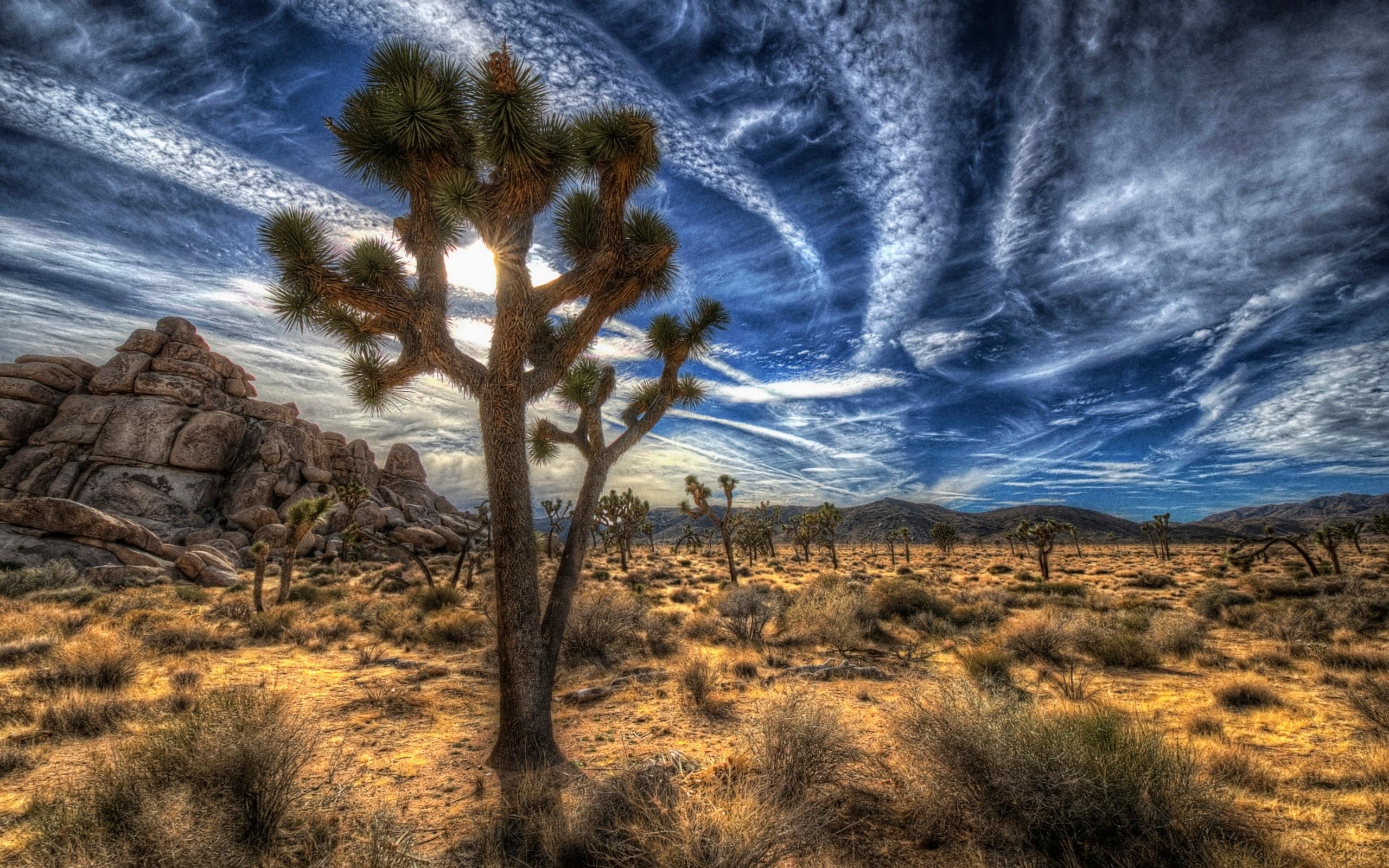 joshua-tree-national-park.jpg